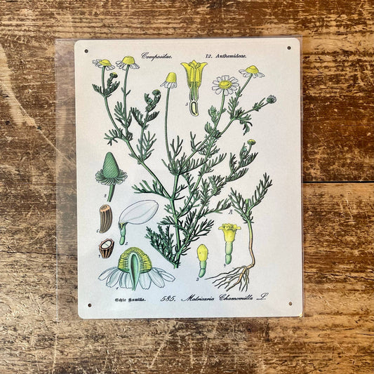 Chamomile Herb flowers Botanical | Metal sign