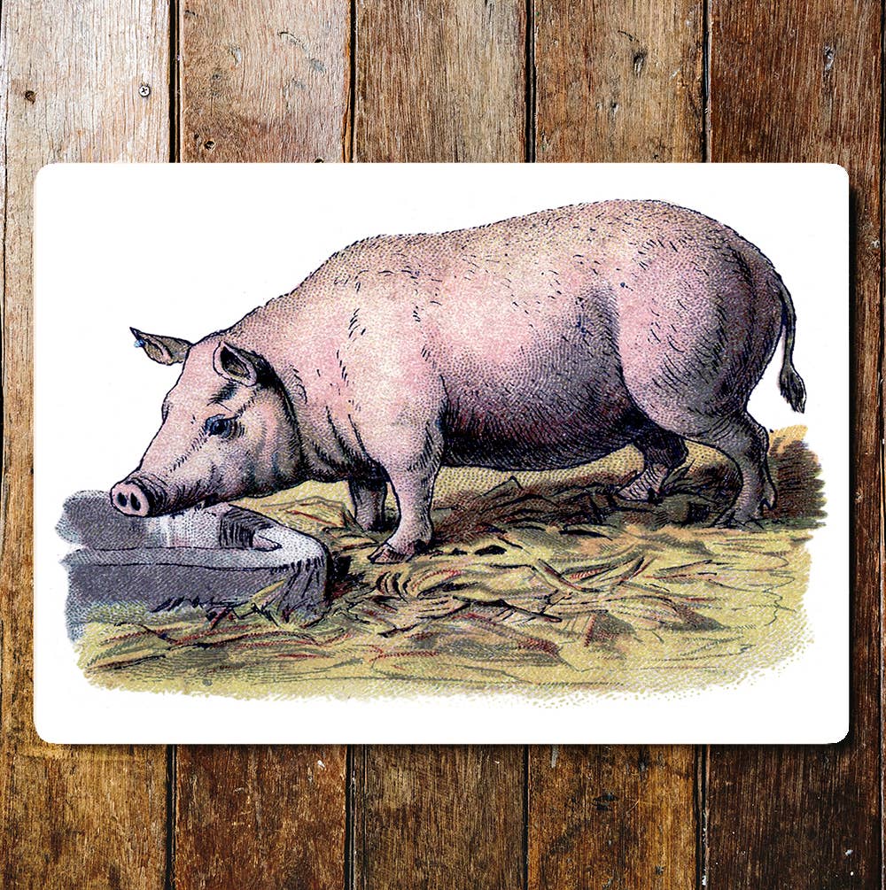 Pink pig farm animal vintage illustration Metal Sign Plaque