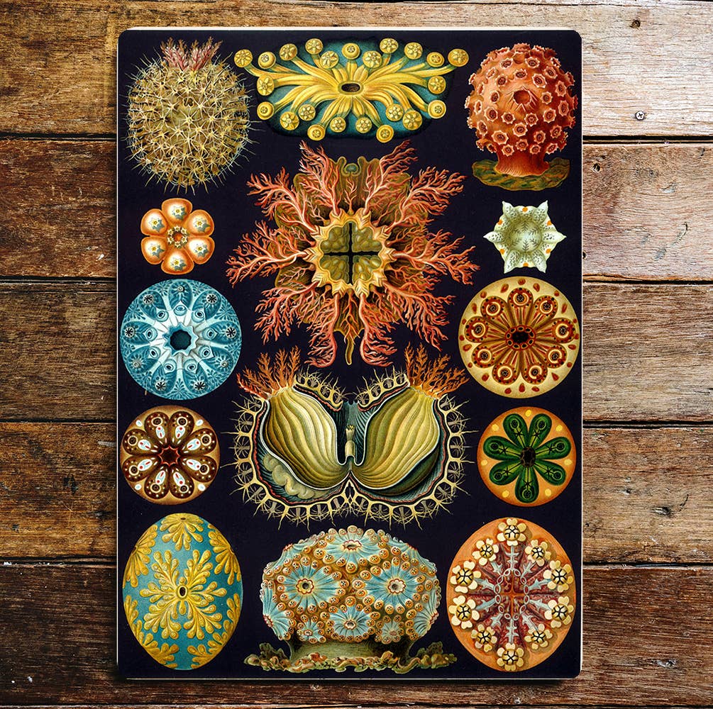 Coral Sea Life Colourful | Metal Sign Plaque