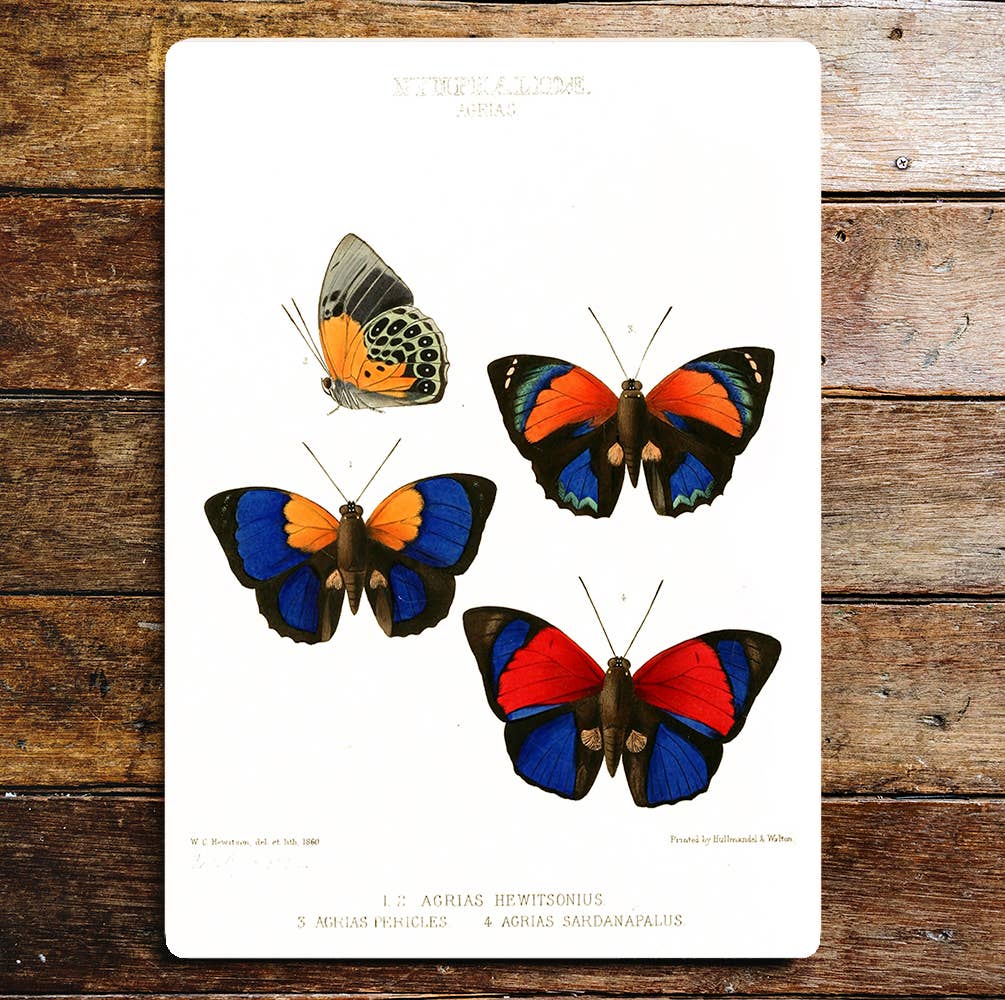 Colourful Selection Butterflies Red Blue | Metal Sign Plaque