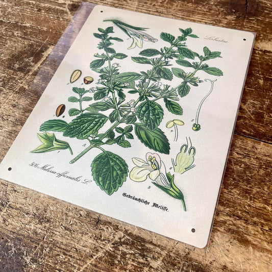 Lemon Balm Herb flowers Botanical | Metal sign