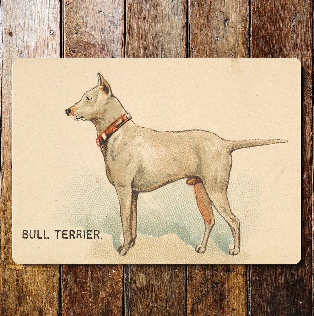 Bull Terrier
Dog breed | Metal Sign Plaque