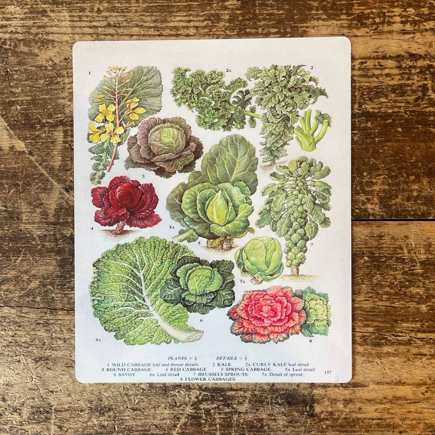 Cabbage Kale Savoy Brussel Sprouts | Metal Sign