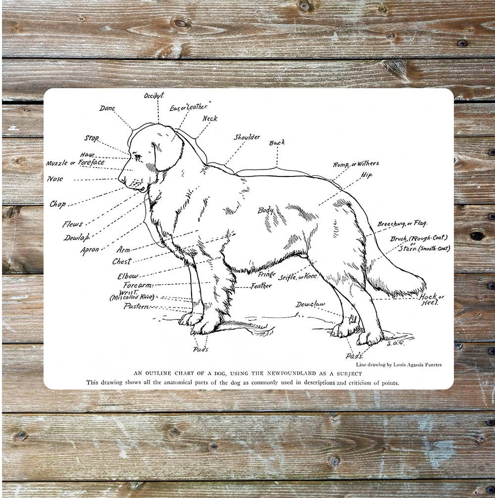 Anatomical chart Newfoundland vet art | Metal Wall Sign