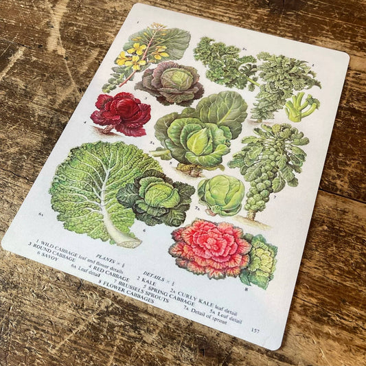 Cabbage Kale Savoy Brussel Sprouts | Metal Sign