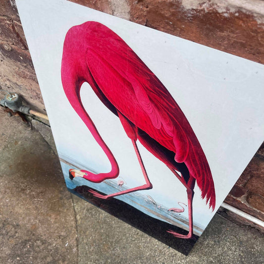 Flamingo botanical illustration John Audubon | Metal Sign