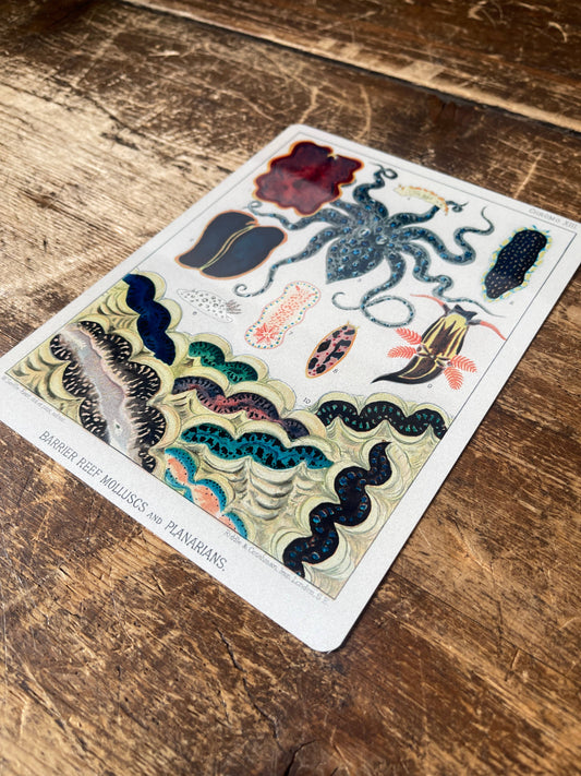 William SavilleKent Great Barrier Reef | Metal Wall Sign