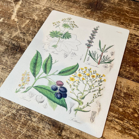 The British Flora Medica Metal Humour Wall Sign