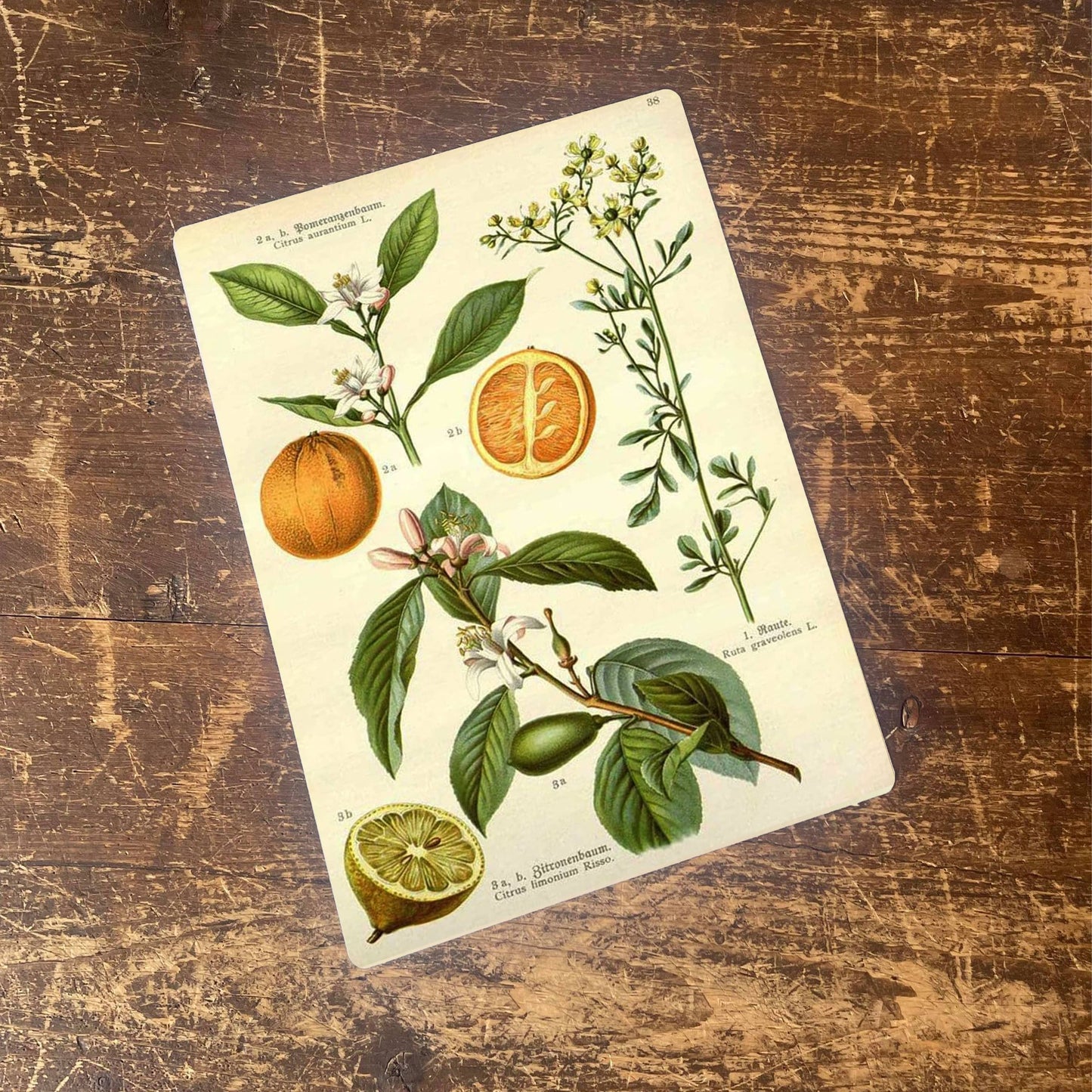 Fruit Orange and Lemon Botanical Flower | Metal Sign