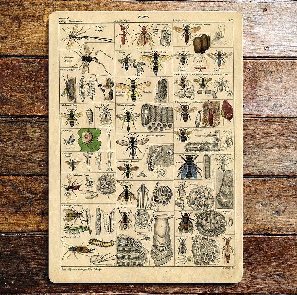 Insects Assortment Flies Bee | Metal Wall Sign Plaque