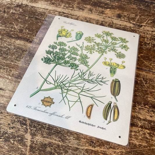 Sweet Fennel Herb flowers Botanical Metal sign
