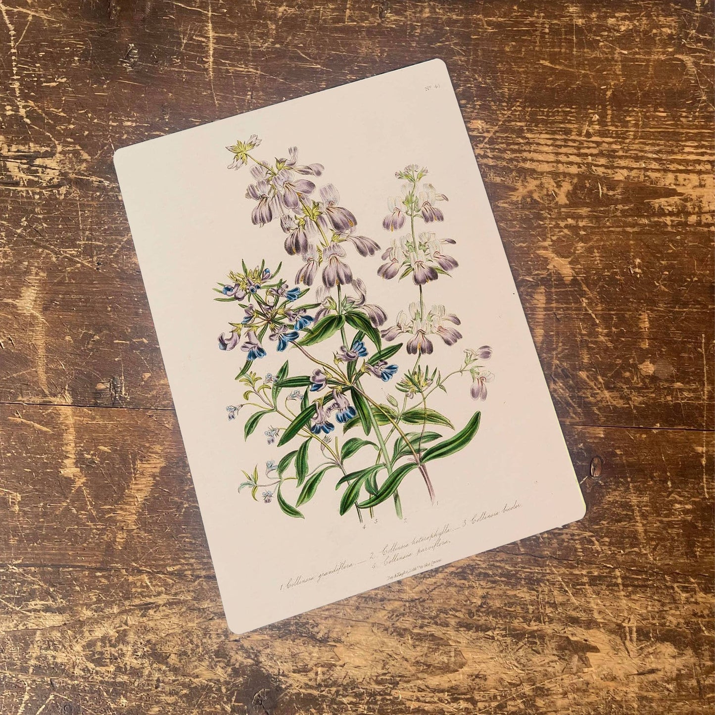 Purple Chinese houses, Collinsia heterophylla Metal Sign