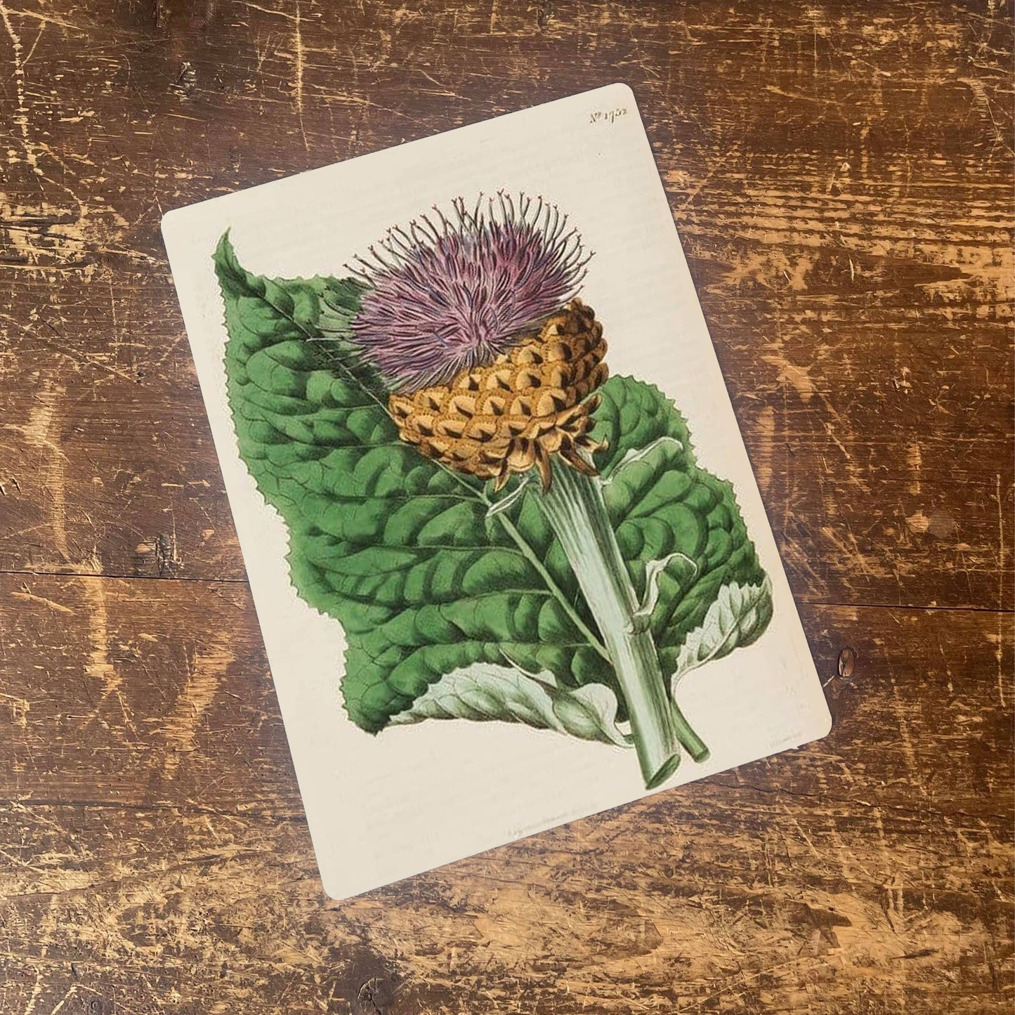 Thistle Plant Metal Wall Sign