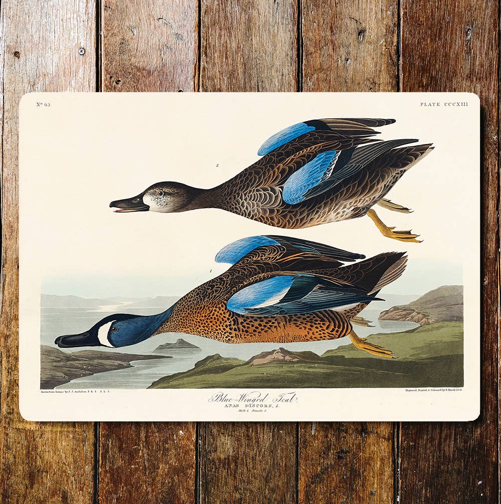 Ducks Blue Winged Flying Animals | Metal Wall Sign