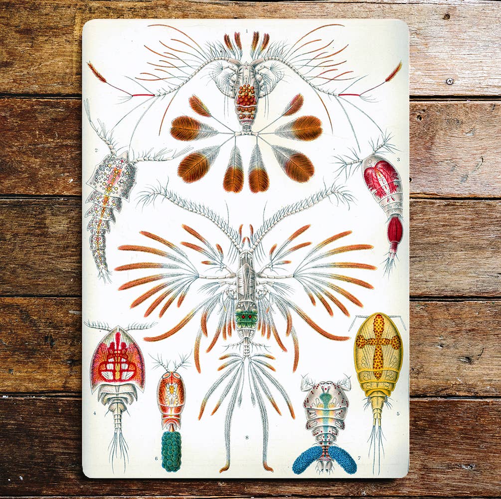 Insects Colourful Unusual | Metal Sign Plaque