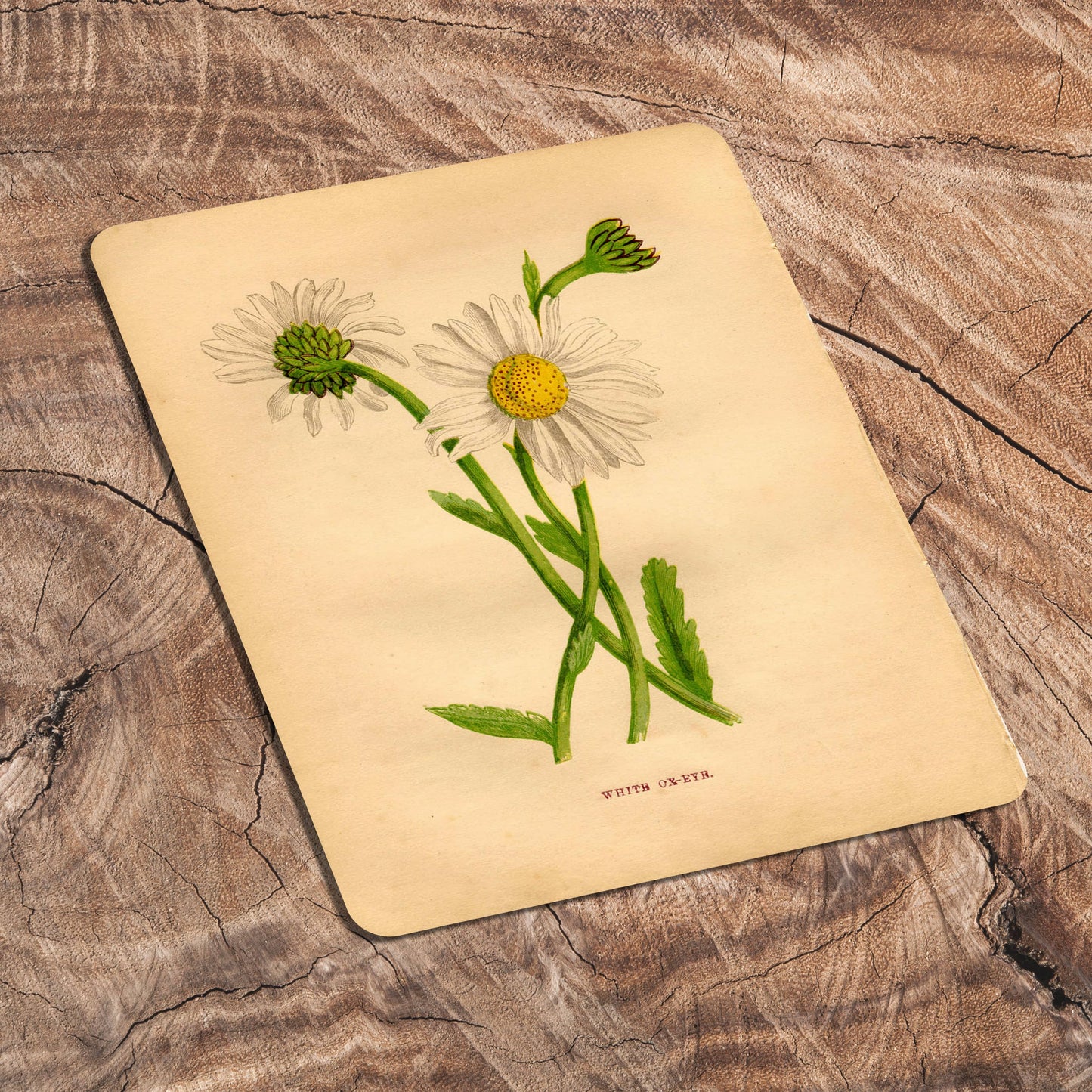 Vintage Botanical white oxeye | Metal Art Wall Sign