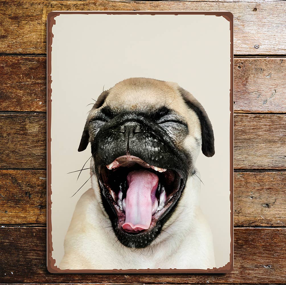 Yawning Laughing Pug Dog Portrait | Metal Sign Plaque