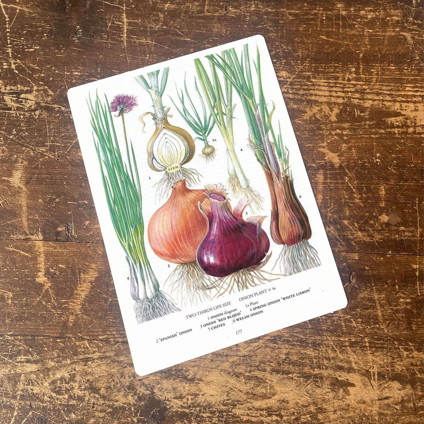 Vintage Botanical Print Antique ONION CHIVES | Metal Sign