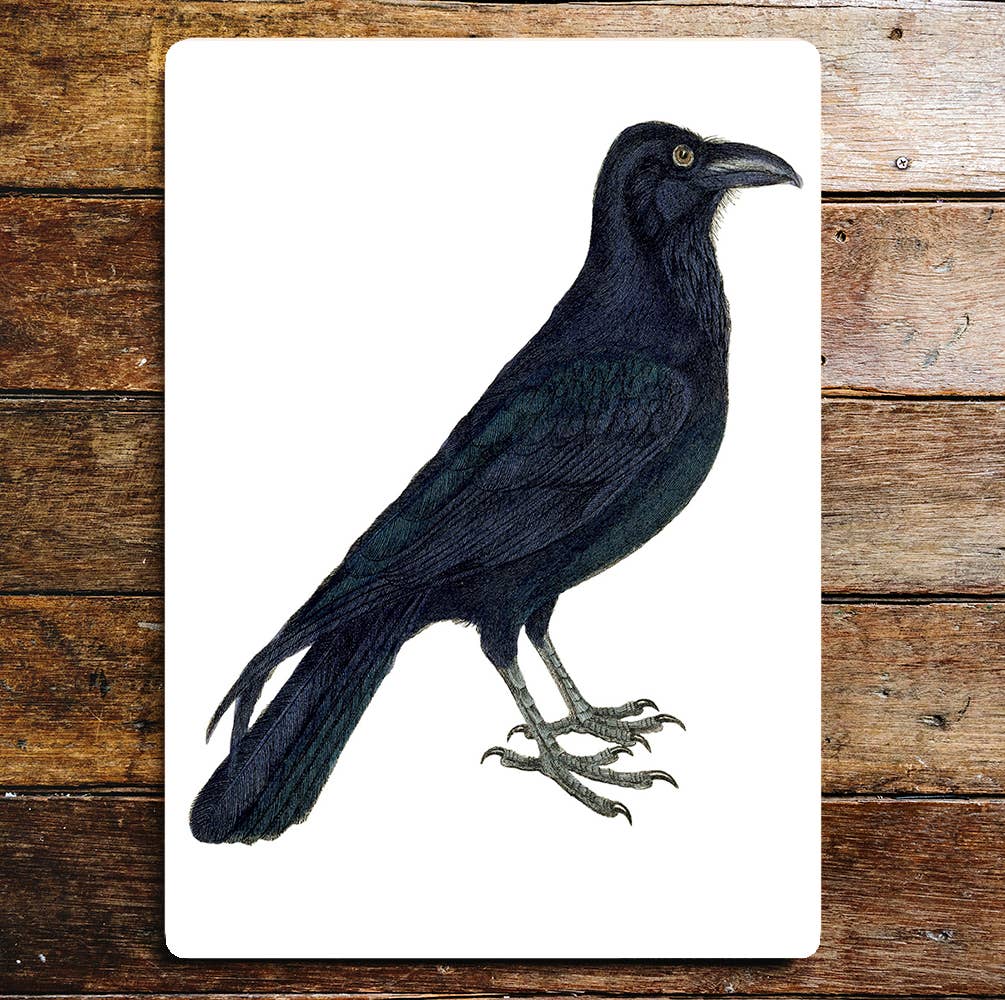 Raven bird nature wildlife art Metal Sign Plaque