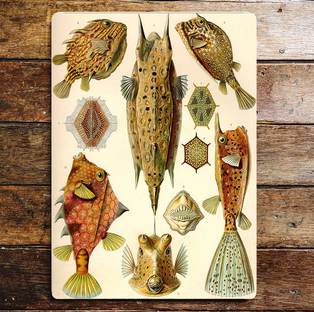 Ugly Fish Sea Life Creatures | Metal Sign Plaque