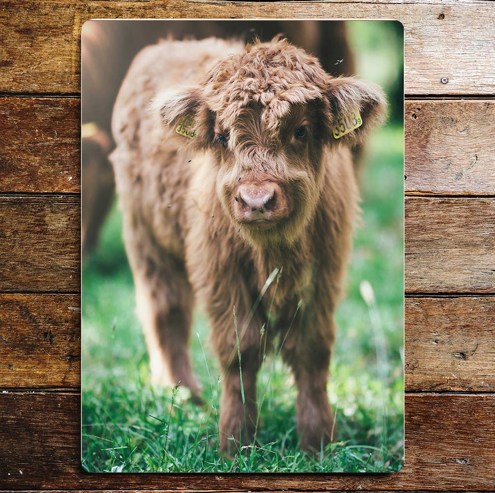 Baby Calf Fluffy Brown | Metal Sign Plaque