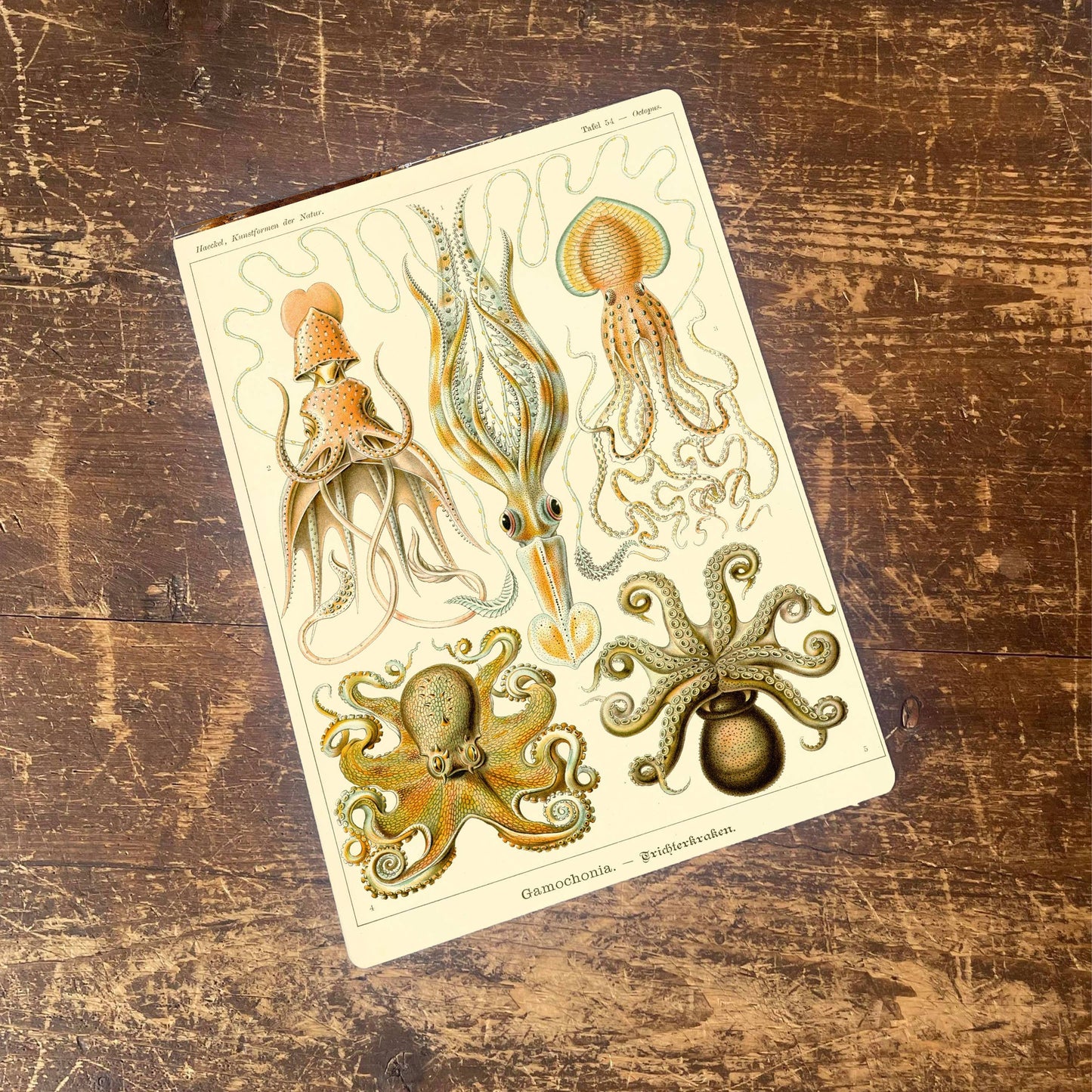 Ernst Haeckel Octopus | Metal Wall Sign Plaque