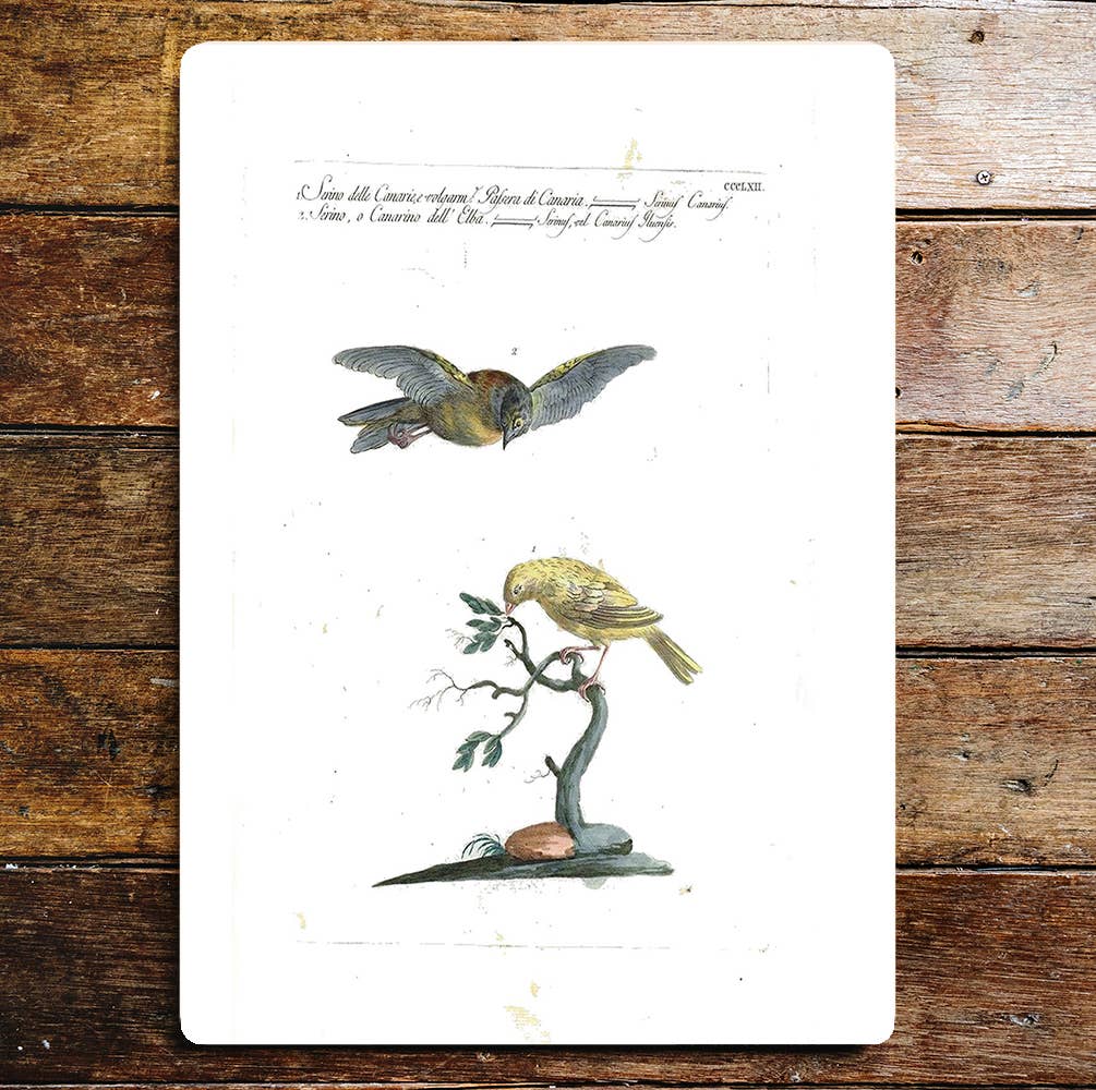 Hovering Bird Tree Branch Feeding | Metal Sign Plaque