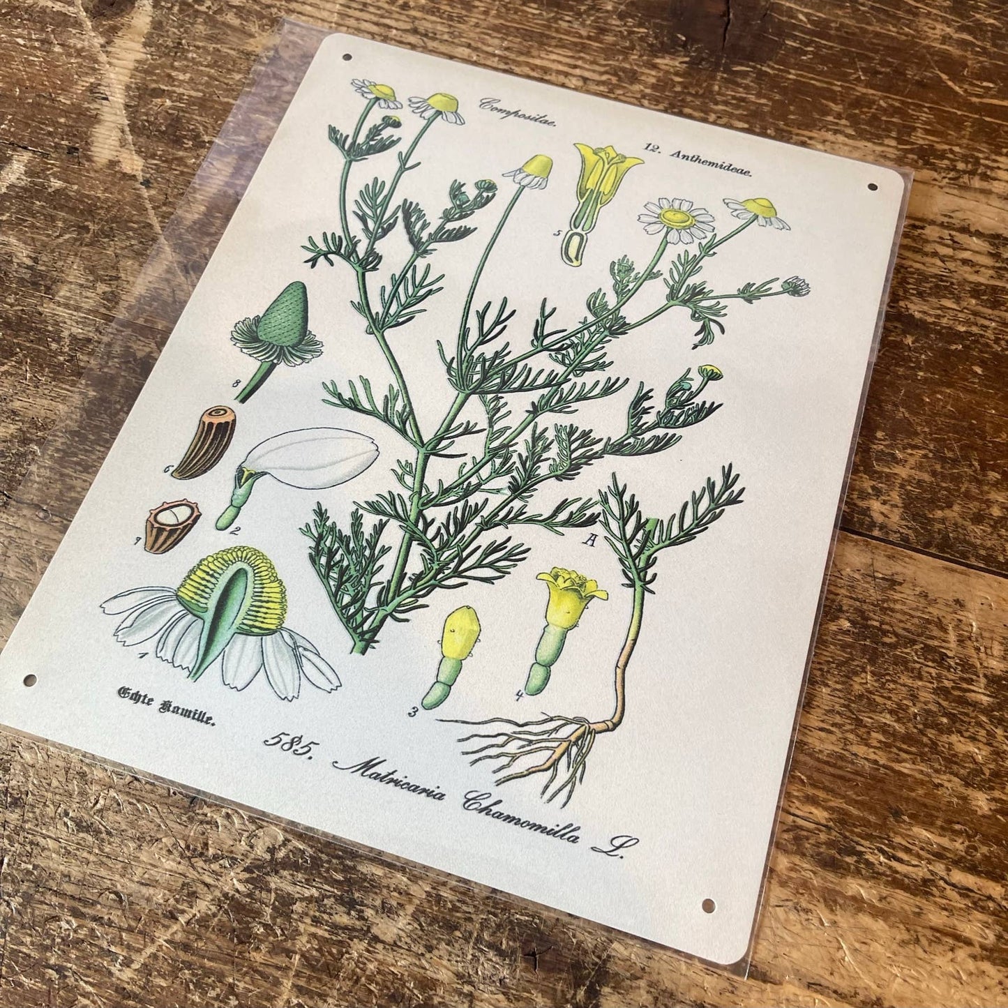 Chamomile Herb flowers Botanical | Metal sign