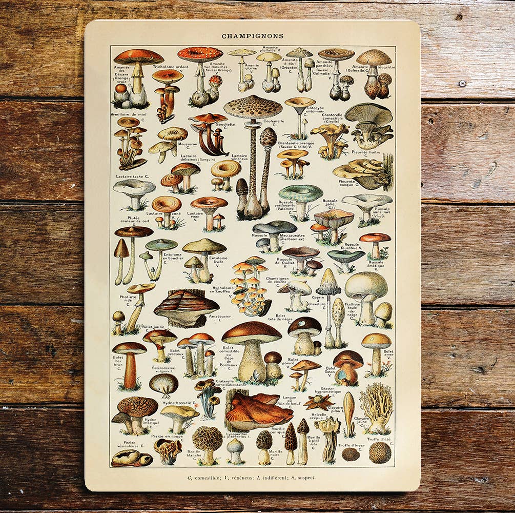 Champignons Mushrooms Fact Sheet | Metal Sign Plaque