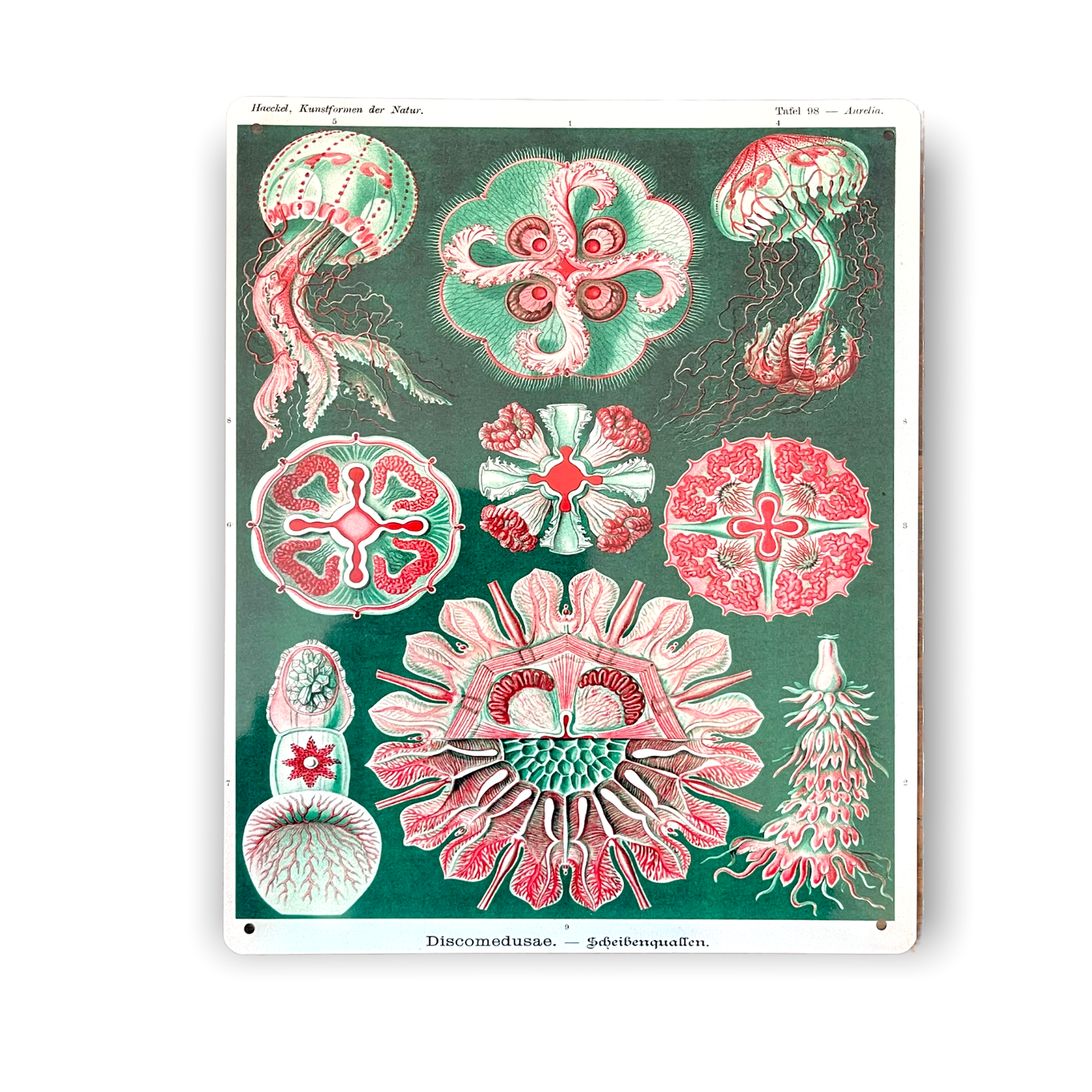 Ernst Haeckel Jelly fish Sea Green | Metal Wall Sign