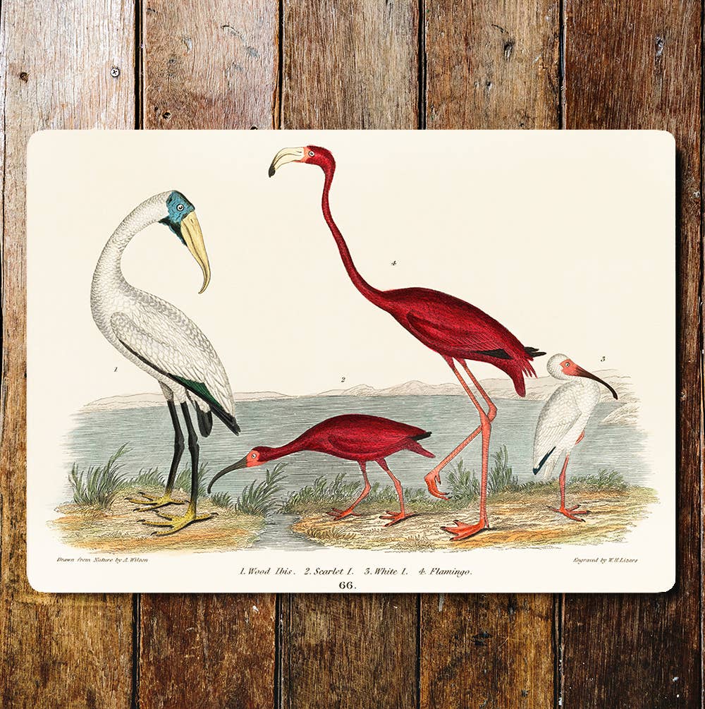 Wood Ibis, Scarlett Birds and Flamingo | Metal Sign Plaque