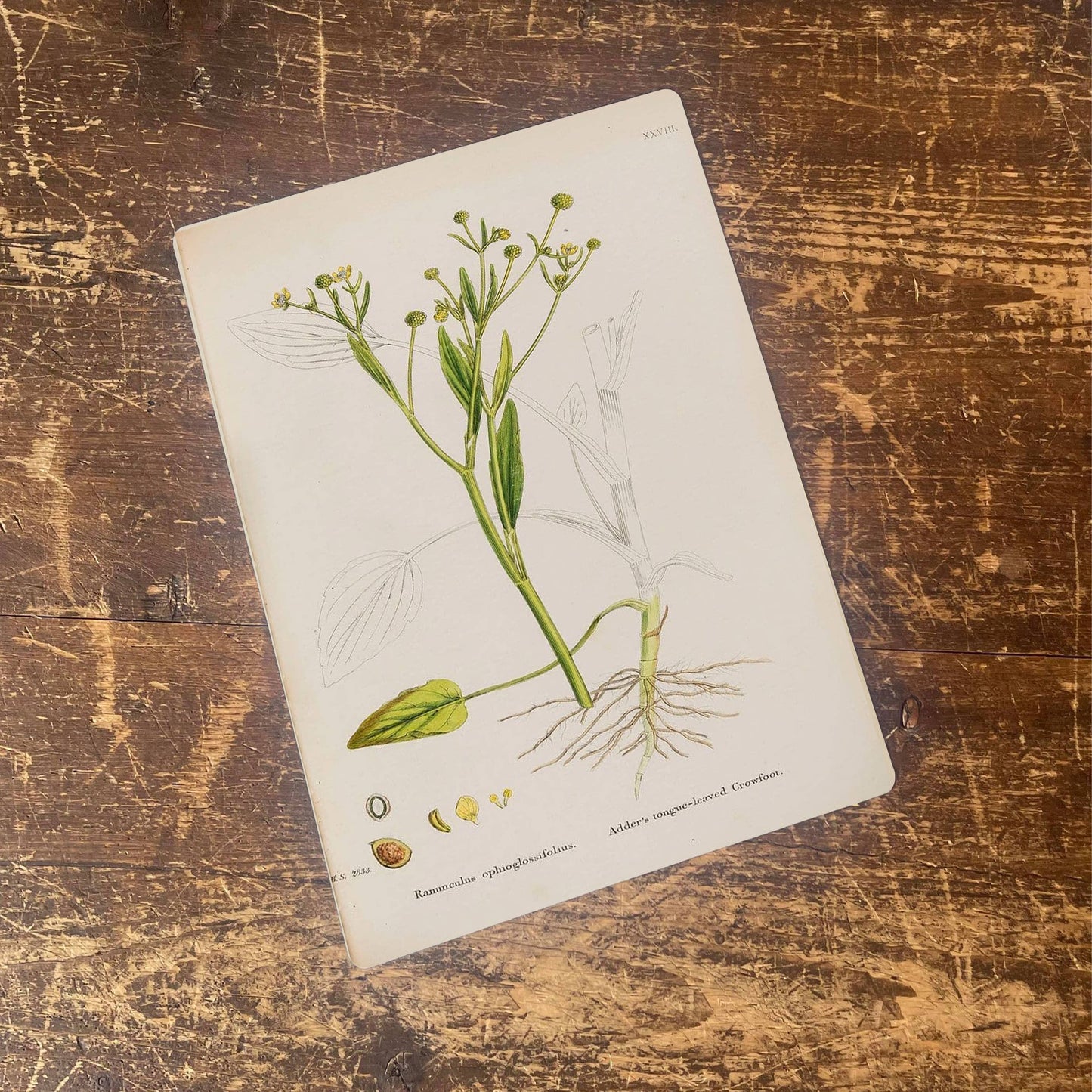 Celery leaved Water Plant | Metal Wall Sign