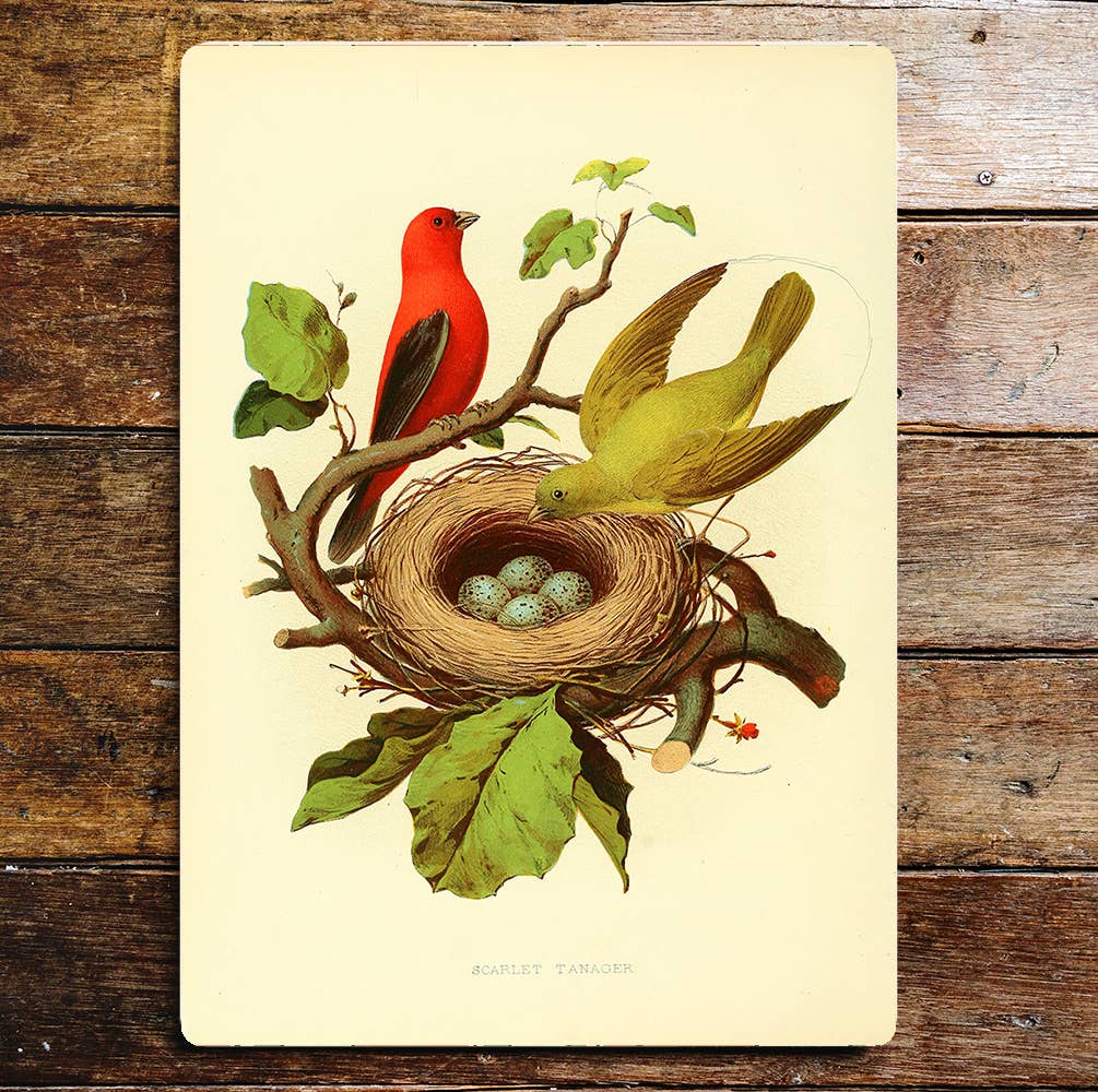 Birds Nest Eggs Branch | Metal Sign Plaque