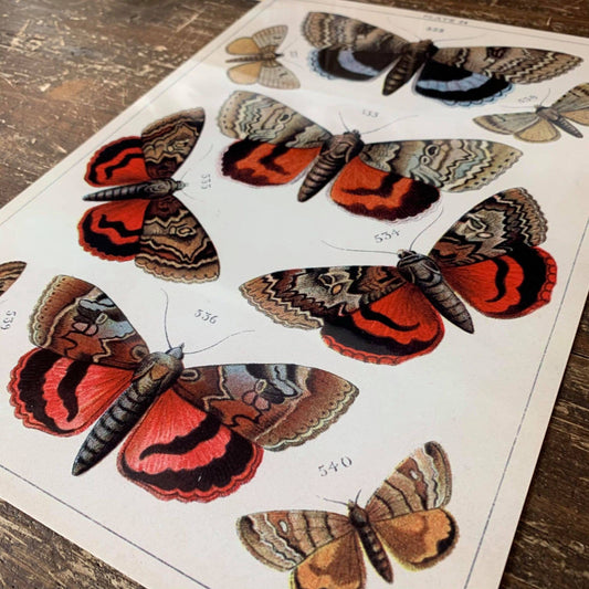 butterfly botanical illustration | Metal Wall Sign