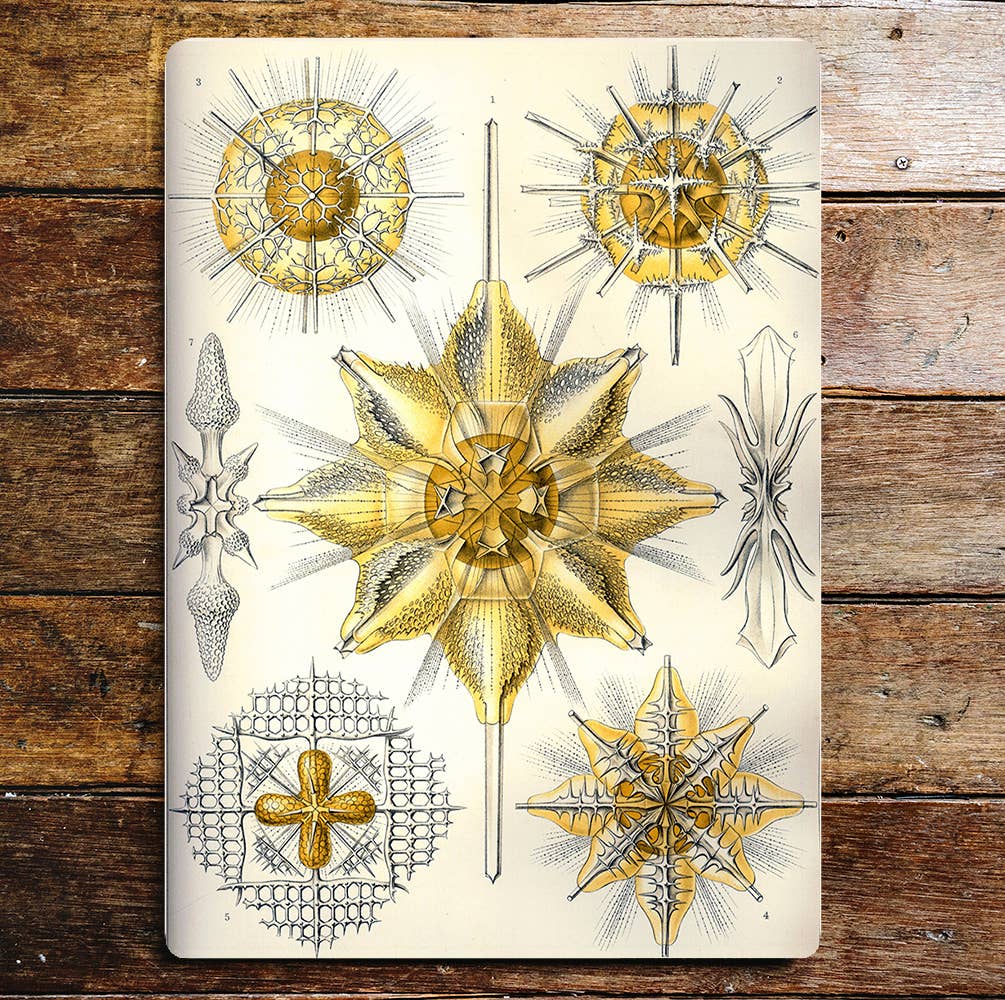 Gold Sea Life Star Creatures | Metal Sign Plaque