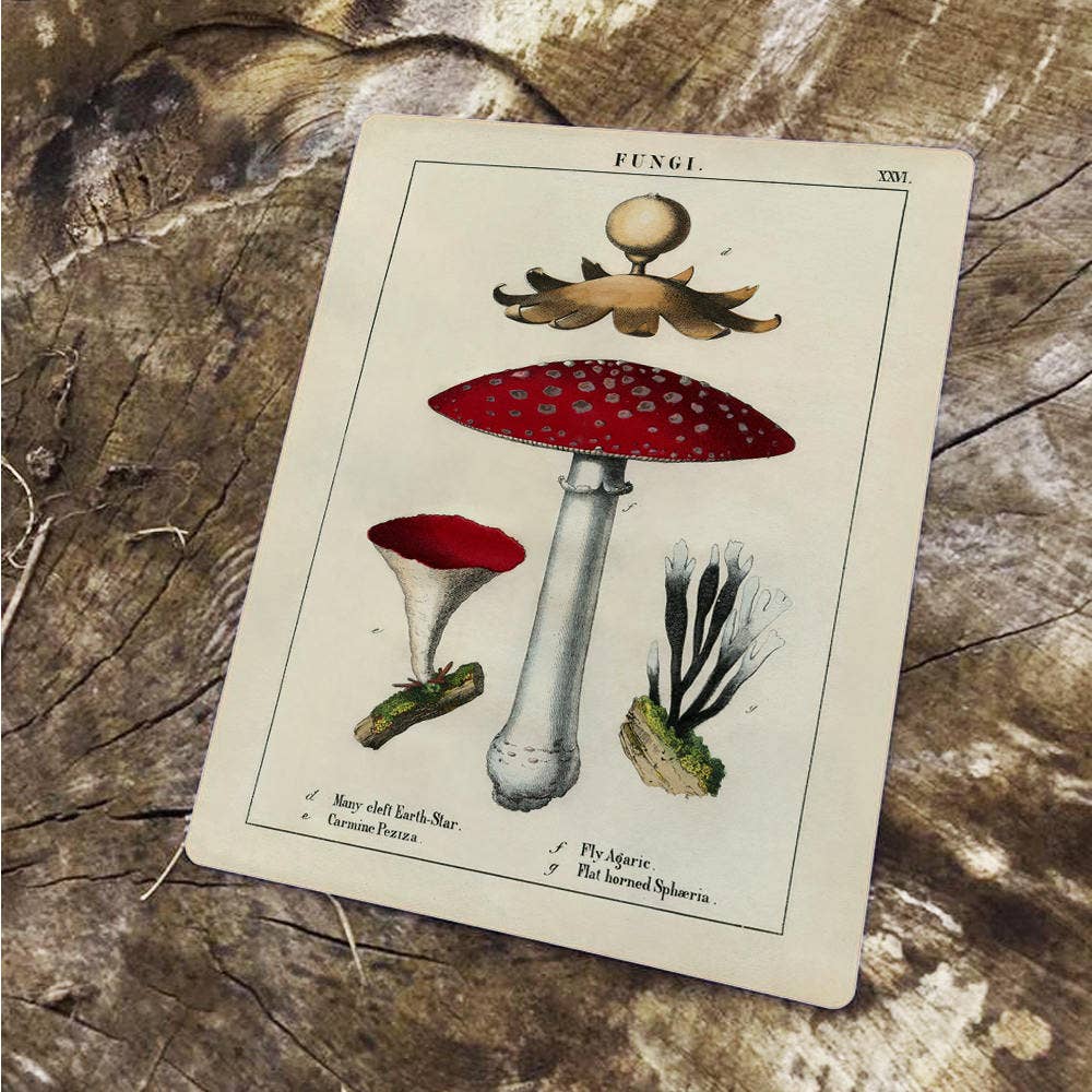Vintage Botanical Fungi Red Mushrooms | Metal Art Wall Sign