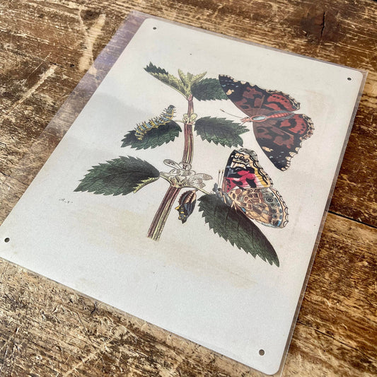 Painted lady butterfly, caterpillar, Metal Sign