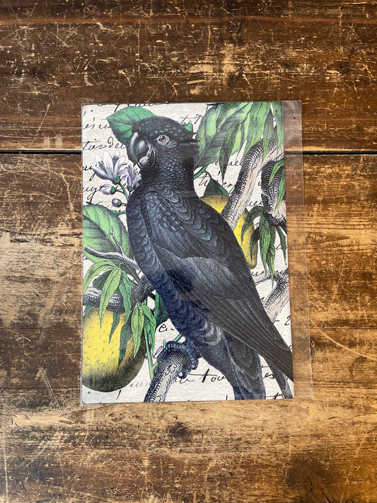 Black Parrot cockatoo Bird Tropical Plaque | Metal Wall Sign