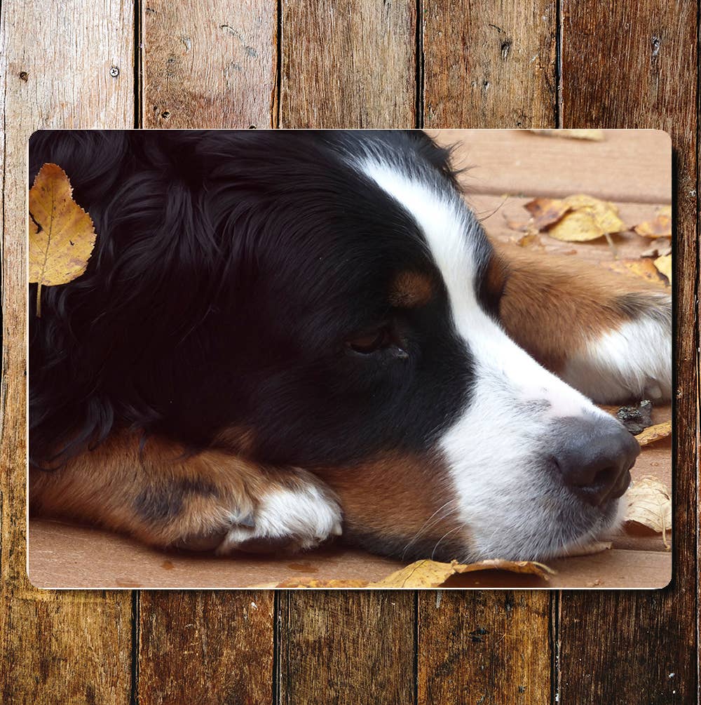 Cute Sheep Dog Face Photo | Metal Sign plaque