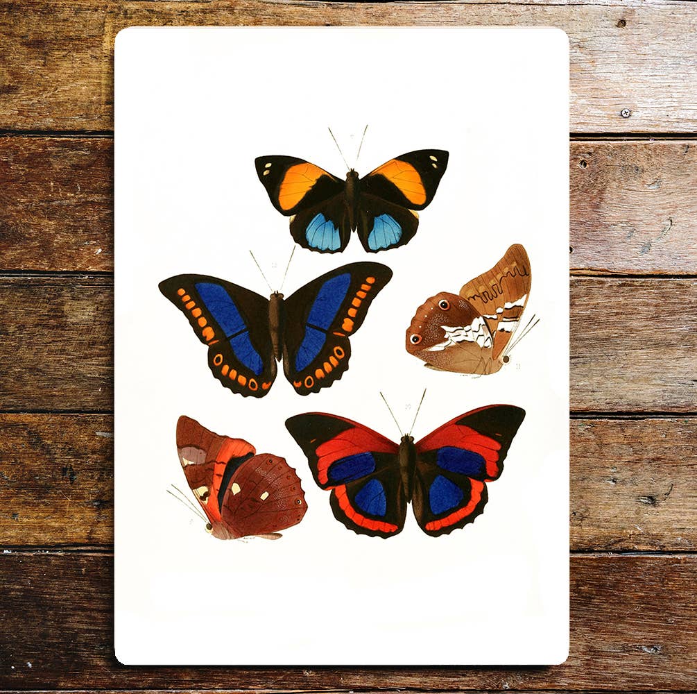 Selection Of Colourful Butterflies Metal Sign Plaque