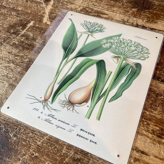 Garlic Herb flowers Botanical | Metal sign