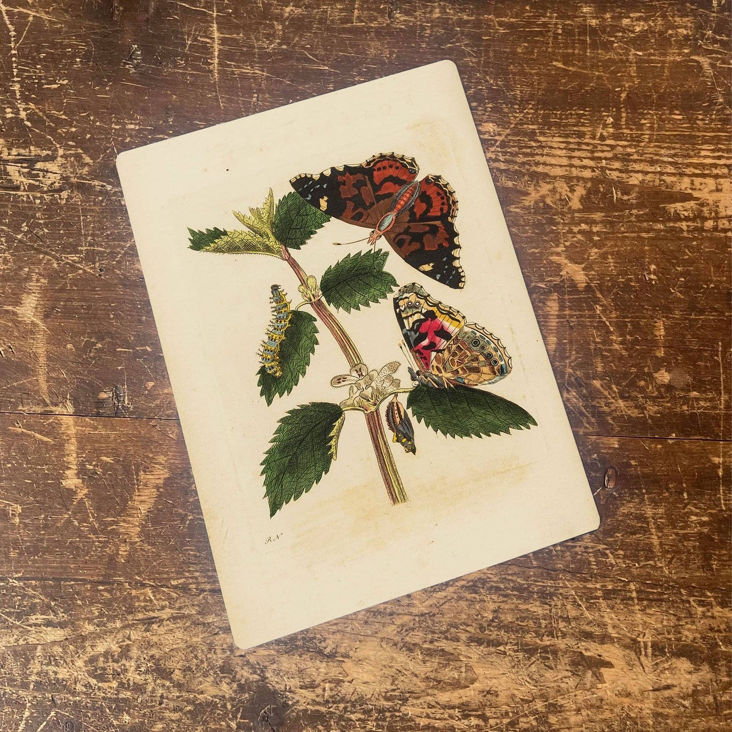 Painted lady butterfly, caterpillar, Metal Sign