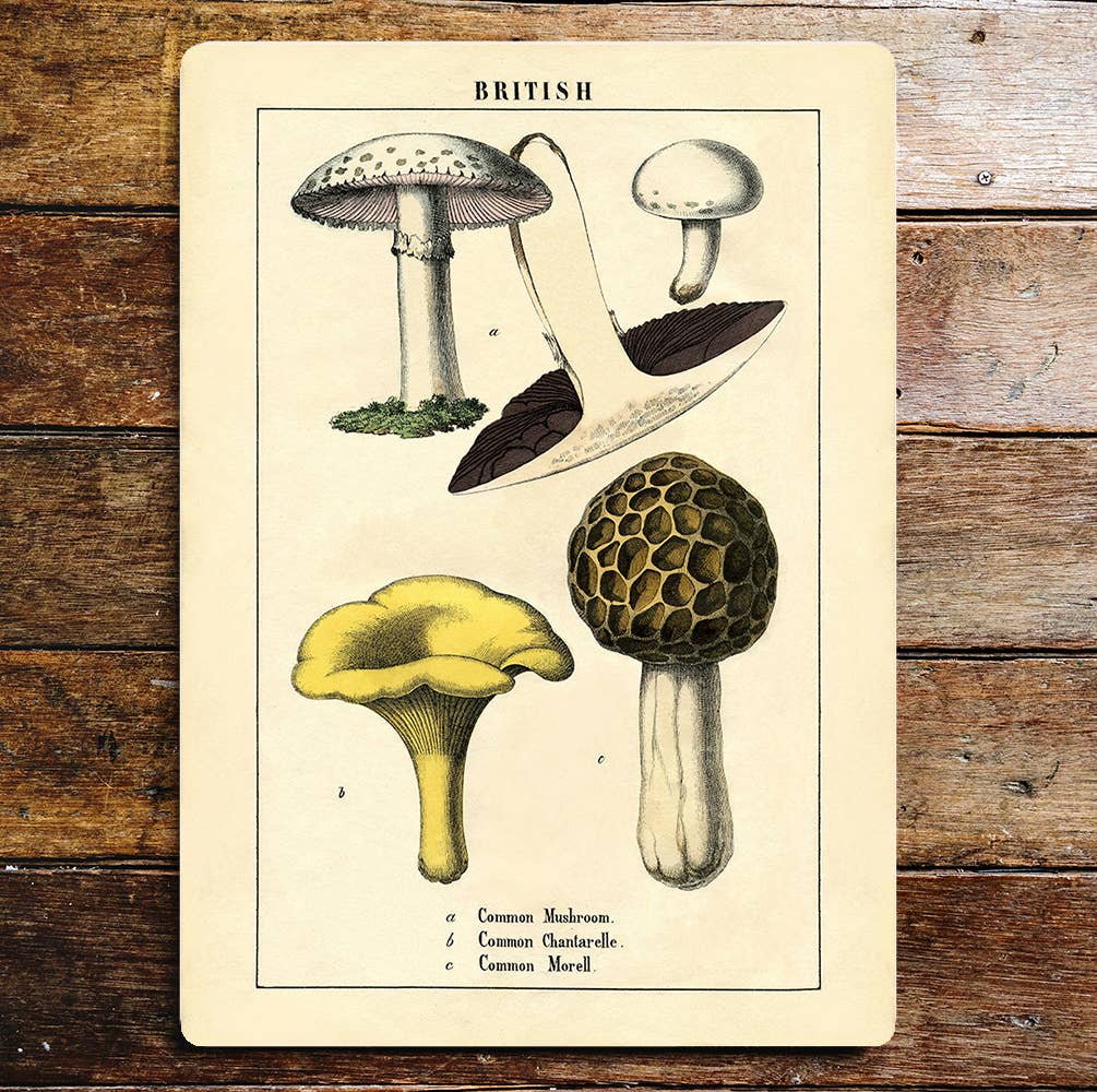 Mushroom fungi British wall art | Metal Sign Plaque