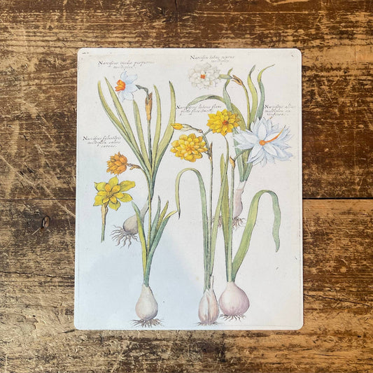 Vintage Flower illustration yellow iris 2 | Metal Wall Sign