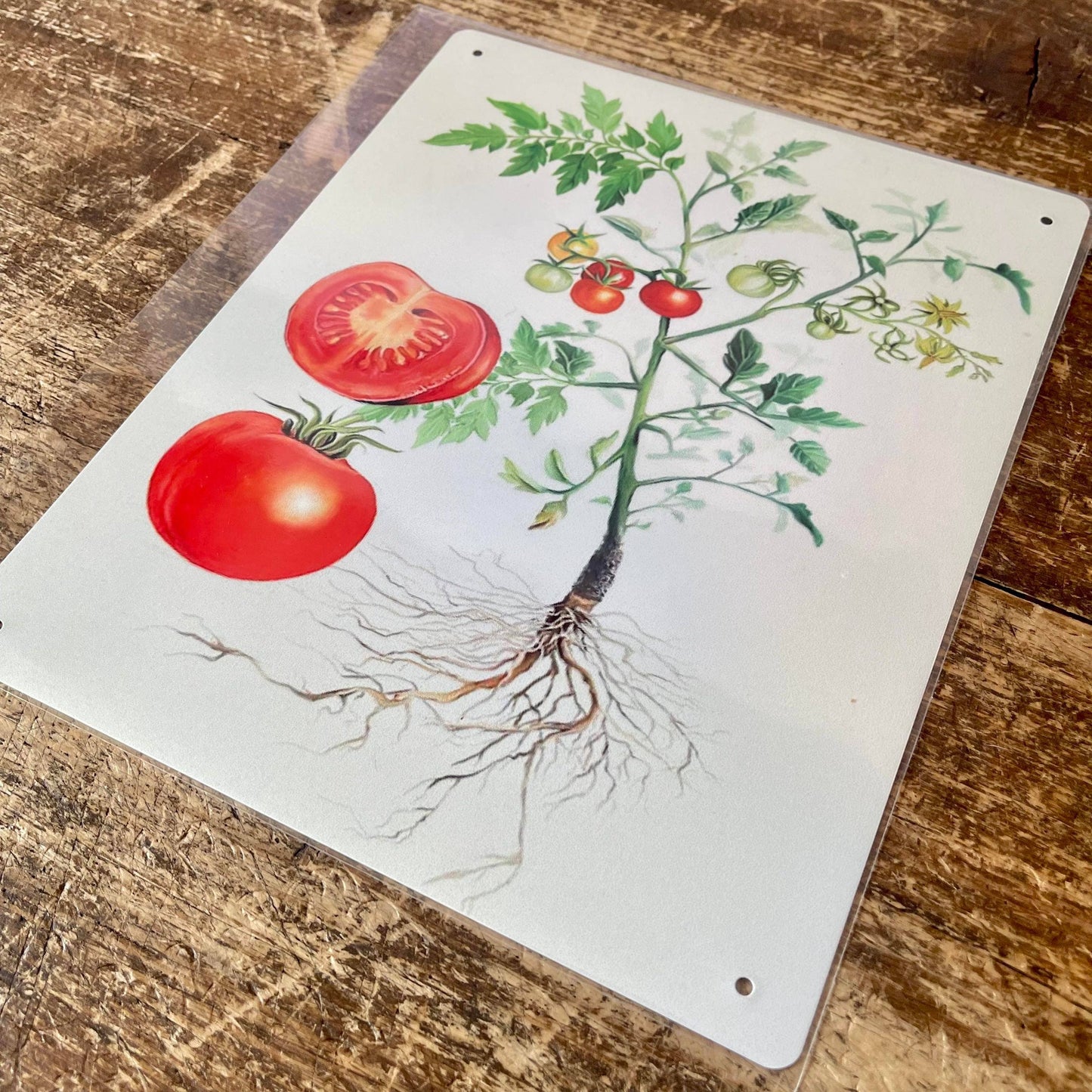 Tomato botanical illustration Metal Wall Sign