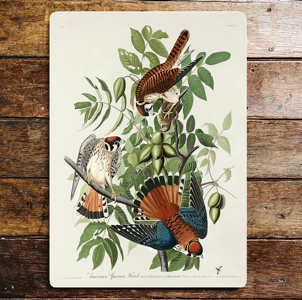 American Sparrow Hawks Tree Branches | Metal Sign Plaque