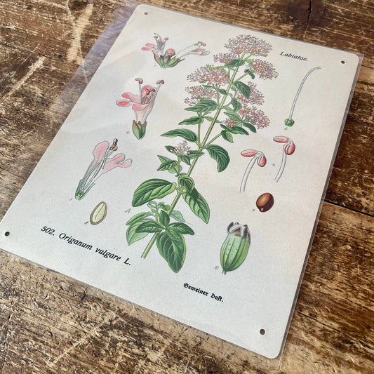 Oregano Herb flowers Botanical | Metal sign