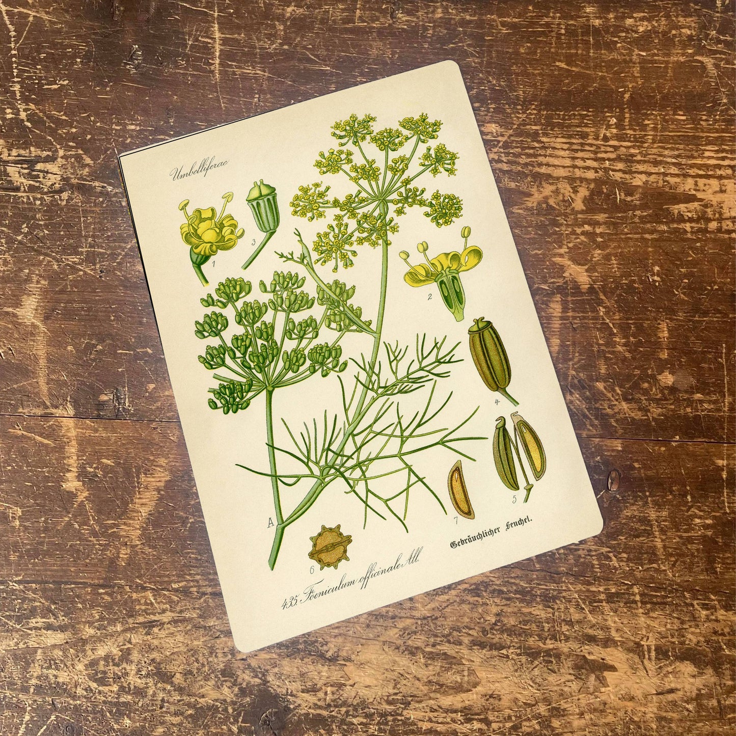 Sweet Fennel Herb flowers Botanical Metal sign