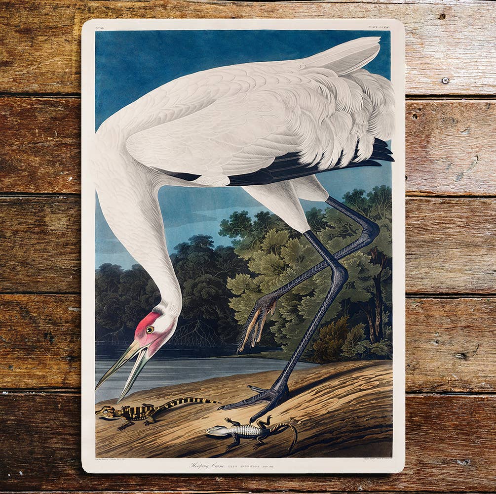 Keeping Calm White Heron And Lizards | Metal Sign Plaque