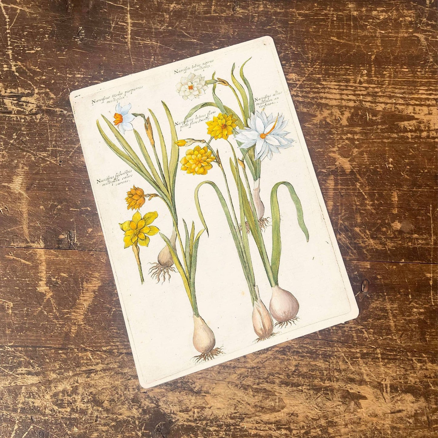 Vintage Flower illustration yellow iris 2 | Metal Wall Sign